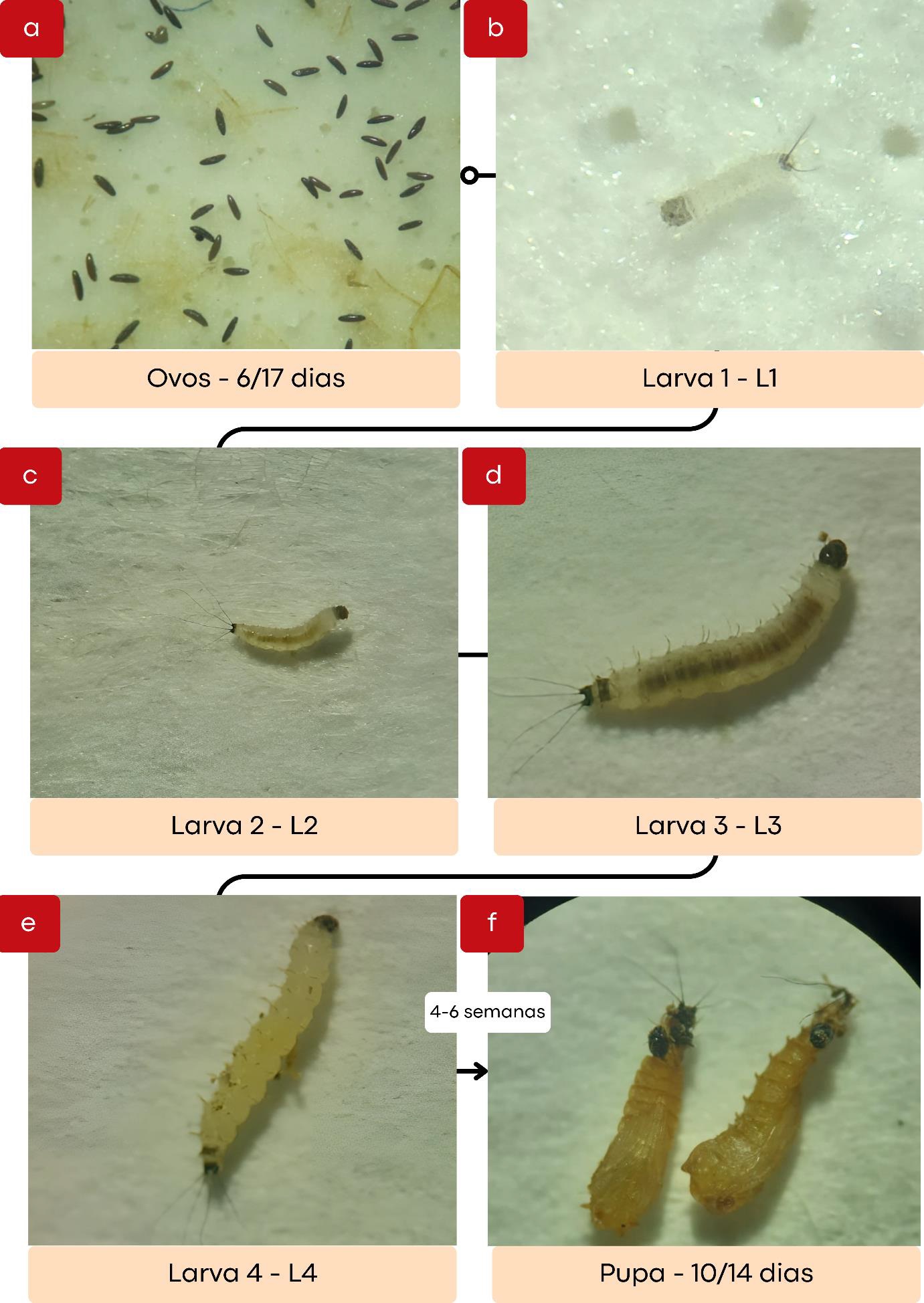 Fases de vida dos flebotomíneos, representadas em seis imagens sequenciais: (a) ovos escuros sobre superfície clara, com duração de 6 a 17 dias; (b) larva 1 (L1), pequena e esbranquiçada; (c) larva 2 (L2), levemente maior e curvada; (d) larva 3 (L3), alongada com pelos visíveis; (e) larva 4 (L4), com corpo segmentado e cerdas; (f) pupa, de coloração amarelada, com duração de 10 a 14 dias. O ciclo completo leva de 4 a 6 semanas. Fonte: Os autores.​